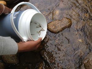 Release into Salmon Brook 2013